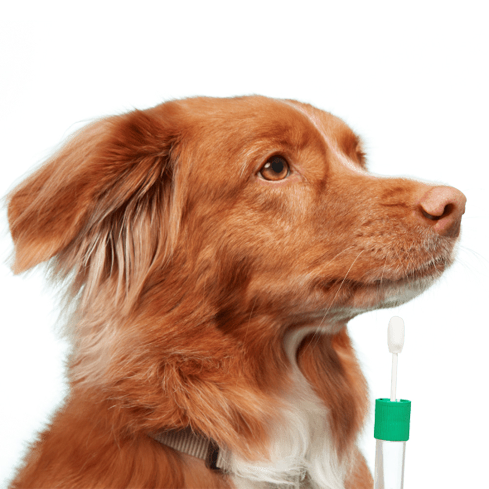 Embark